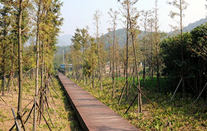 東錢(qián)湖環(huán)南湖岸線(xiàn)馬山林相改造工程